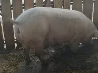 Süldőanya, Sertések — 1. fotó