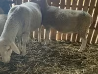 Қой, Merinoland sheep — 1-сурет