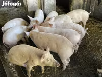 Pigs (batch, sex not specified), Pigs — photo 1