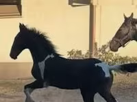 Hing, Dutch warmblood horse — 2. fotó