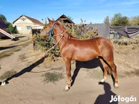 Caballo, Caballos — foto 3