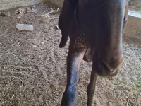 Schaf, Arashan sheep — Foto 1