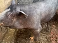 公猪, Pigs — 照片 3