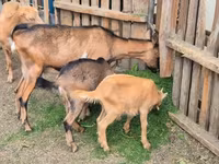 母山羊, Goats — 照片 3