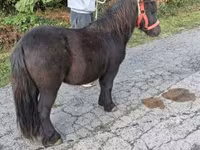 Caballo, Caballos — foto 4