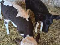 Krava, Russian Black pied cattle — foto 3