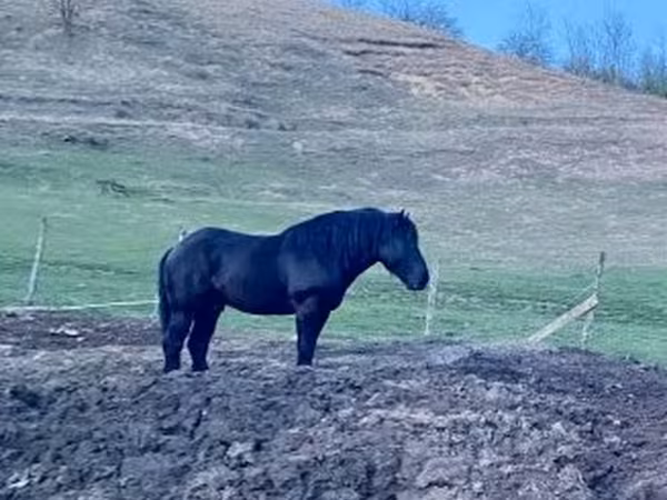 Koń, Kabardian horse