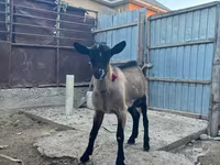 Cabras (lote, sexo no especificado), Cabras — foto 4