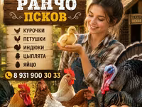 İnək, Holştin irqi — foto 2