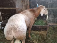 Carnero, Rambouillet sheep — foto 2
