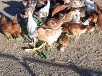 Chickens — الصورة 4
