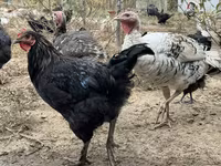 Chickens — الصورة 3