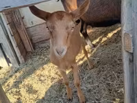 Cabro, Cabras — foto 1