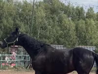 حصان, Trakehner — الصورة 2