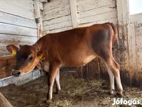 Cow, Jersey breed — photo 1