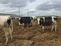 بقرة, Russian Black pied cattle — الصورة 7