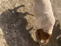 Kos, Dorper sheep — 8. fotó