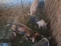 公猪, Pigs — 照片 1