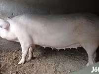 Süldőanya, Крупная белая — 1. fotó