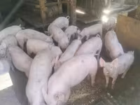 Säue, Schweine — Foto 2
