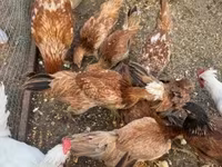 Chickens — الصورة 2