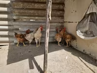 Chickens — 1-сурет