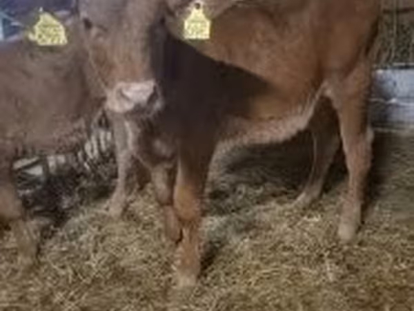 Krowa, Krowa limuzyńska