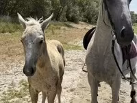 Mare, Lipizzaner — photo 3