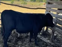 ثور, Simmental cattle — الصورة 6