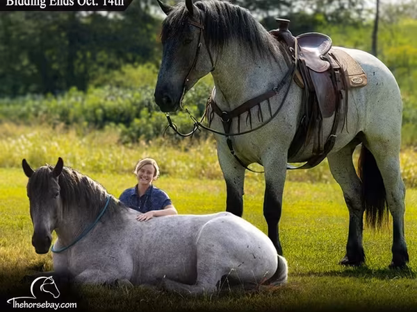 Kůň, Percheron