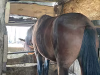 Mare, Horses — photo 2