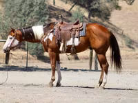 Hing, American paint horse — 7. fotó