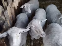 Kos, Merino sheep — 2. fotó