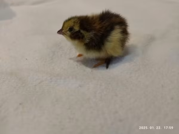 Quails