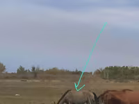 Kobyła, Priob horse — zdjęcie 1