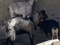 公山羊, Goats — 照片 1