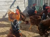 Chickens — 照片 2