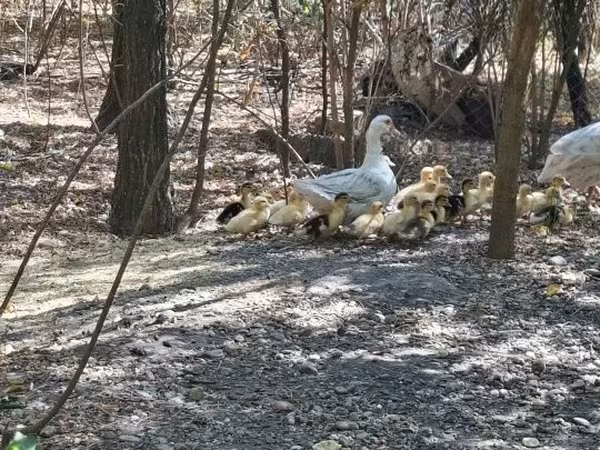 Ducks — Hongrie