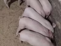 Pigs (batch, sex not specified), Крупная белая — photo 1