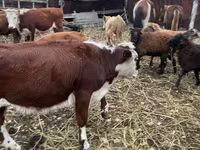 Cattle (batch, sex not specified), Cattle — photo 1