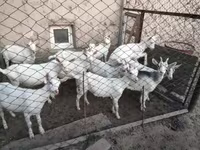 Cabras (lote, sexo no especificado), Saanen goat — foto 2