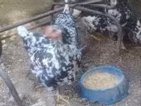 Poule danoise — photo 2