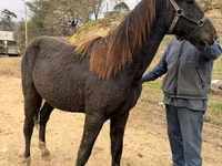 Hing, Black Sea breed — 3. fotó