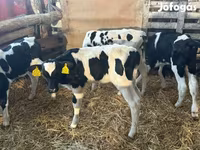 सांड, Russian Black pied cattle — फ़ोटो 3