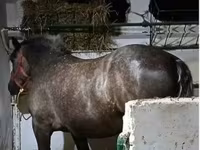 母马, Horses — 照片 1
