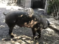 Kan — 3. fotó