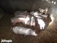 Süldőanya, Sertések — 1. fotó