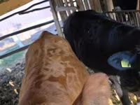 Cow, Limousin cow — photo 3