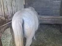 Cheval, Chevaux — photo 4