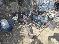 Chickens — photo 3